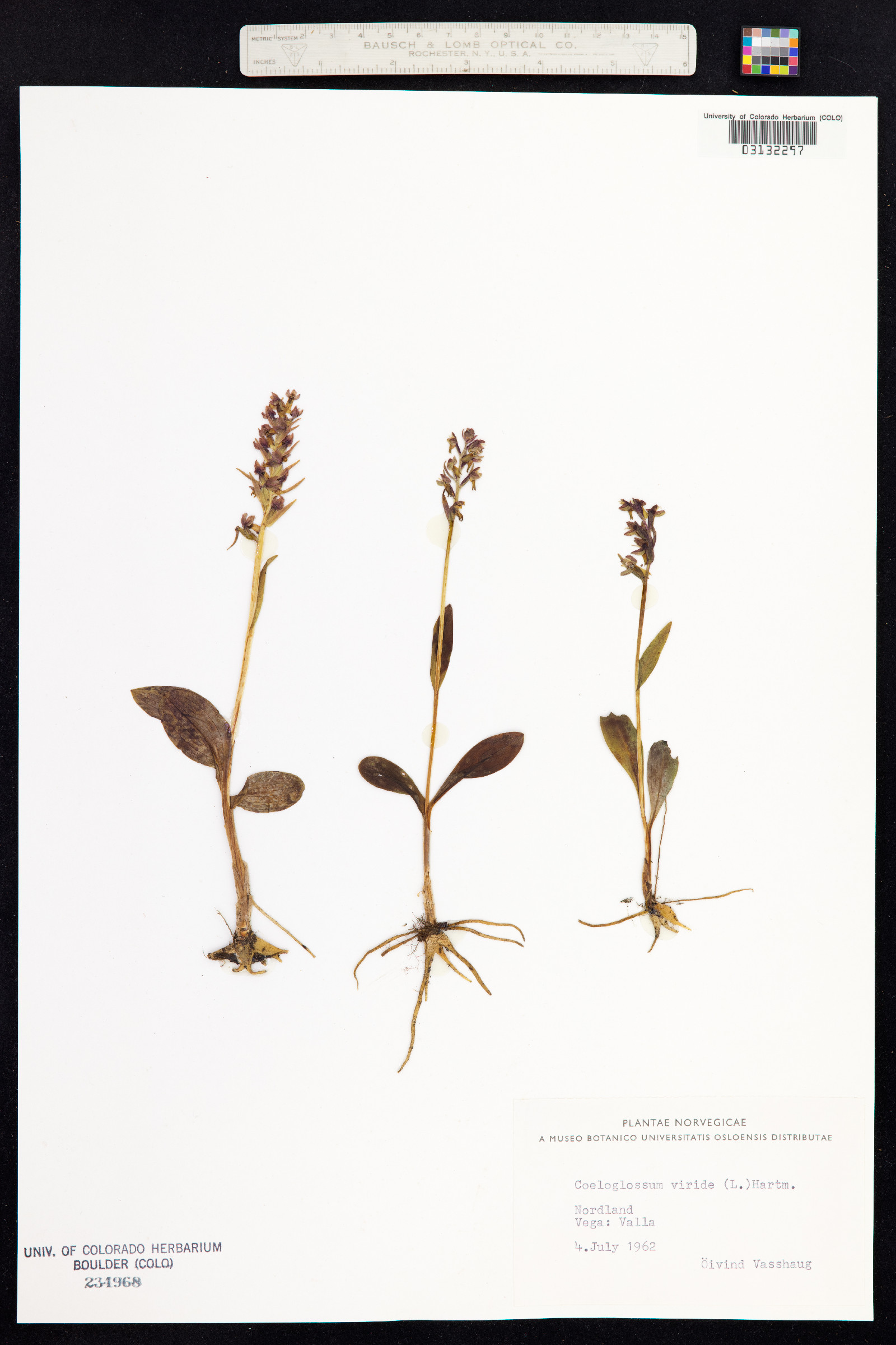 Dactylorhiza viridis image