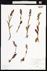 Dactylorhiza viridis image