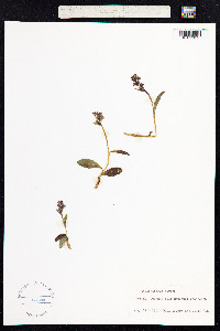 Dactylorhiza viridis image
