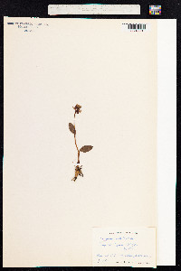 Dactylorhiza viridis image