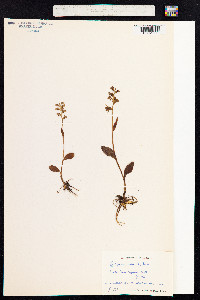 Dactylorhiza viridis image