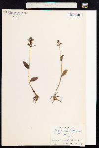 Dactylorhiza viridis image