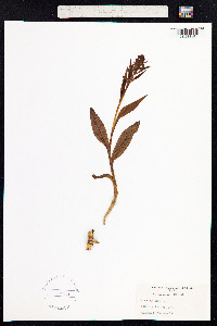 Dactylorhiza viridis image
