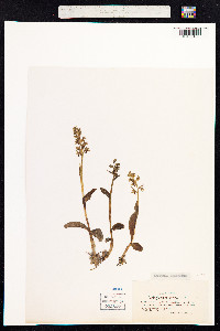 Dactylorhiza viridis image
