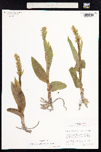 Dactylorhiza viridis image