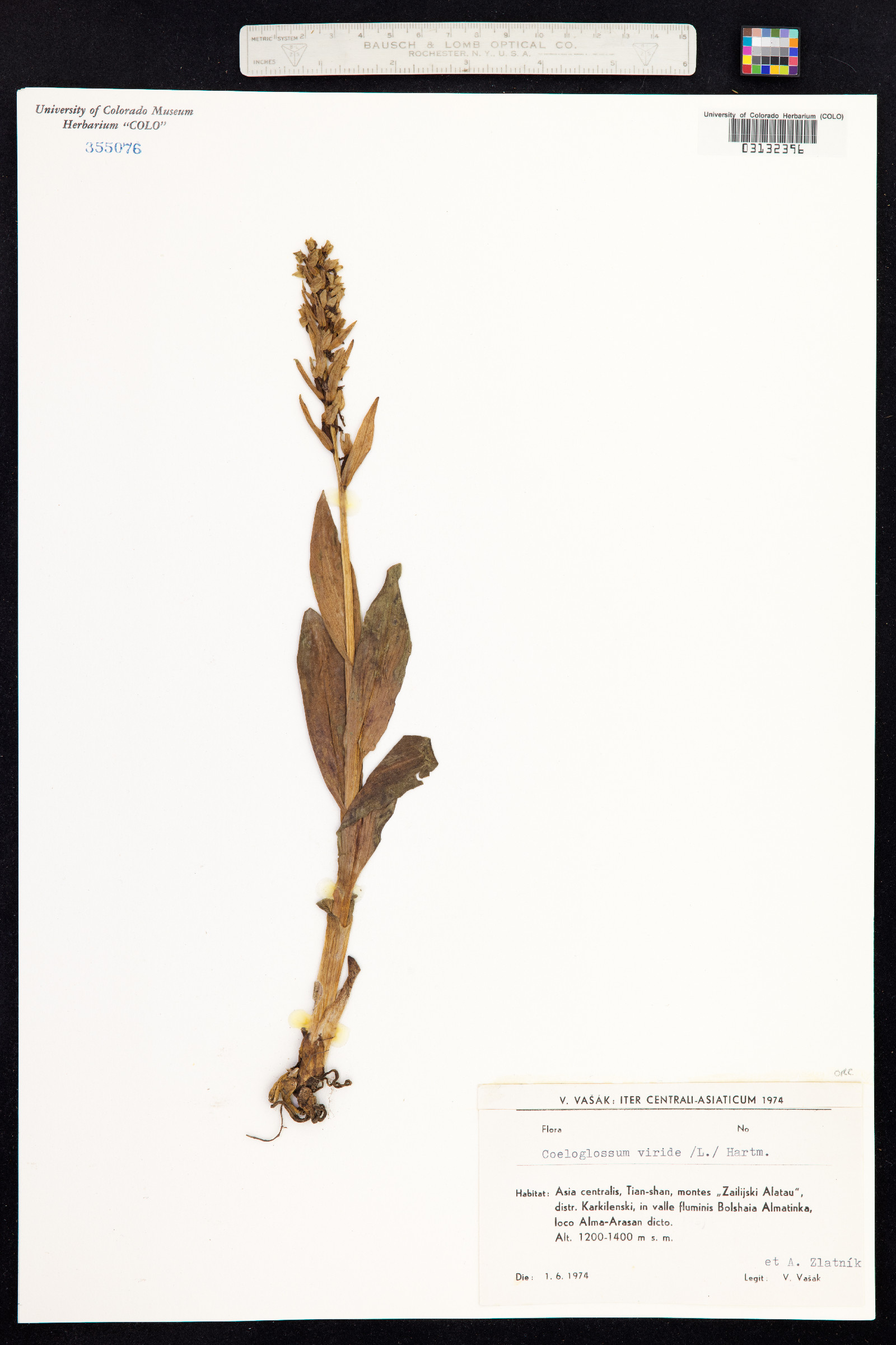 Dactylorhiza image