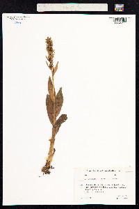 Dactylorhiza viridis image