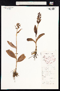 Dactylorhiza viridis image