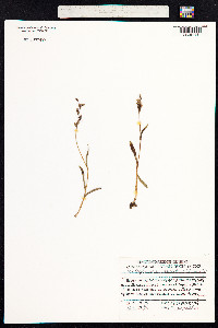 Dactylorhiza viridis image