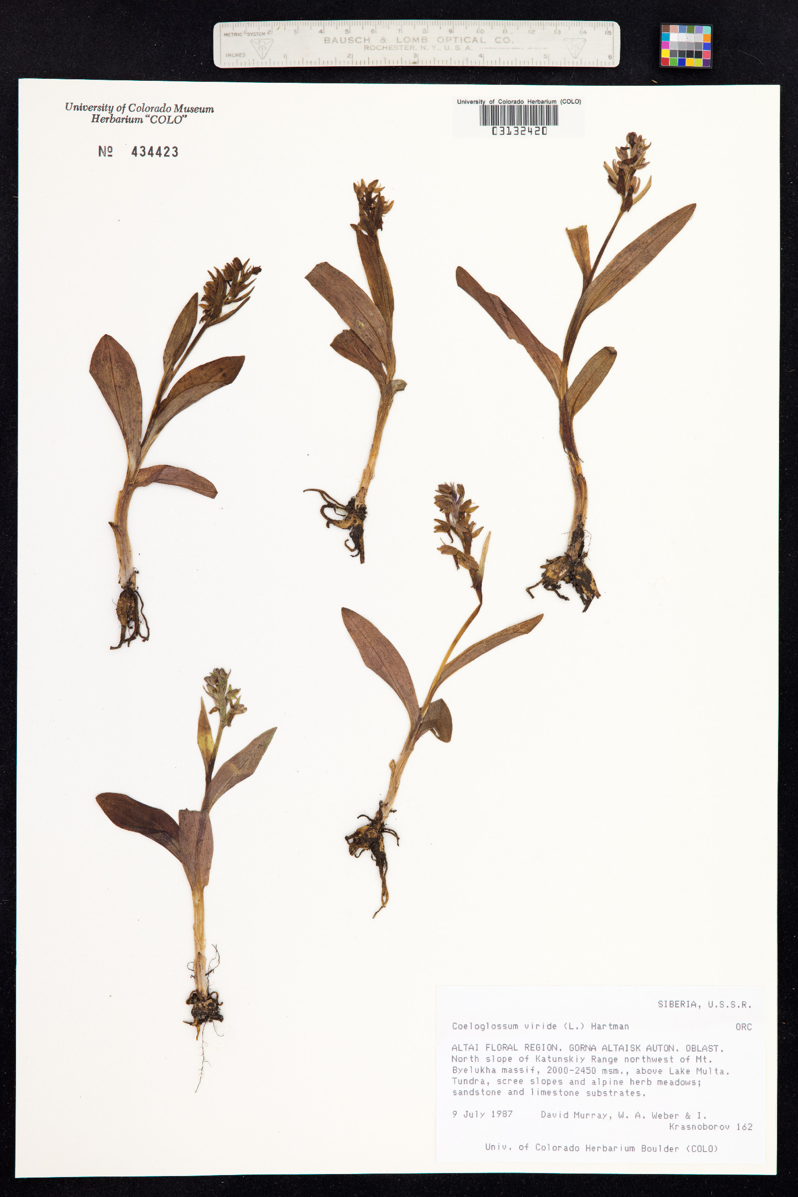 Dactylorhiza viridis image