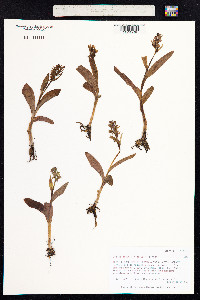 Dactylorhiza viridis image