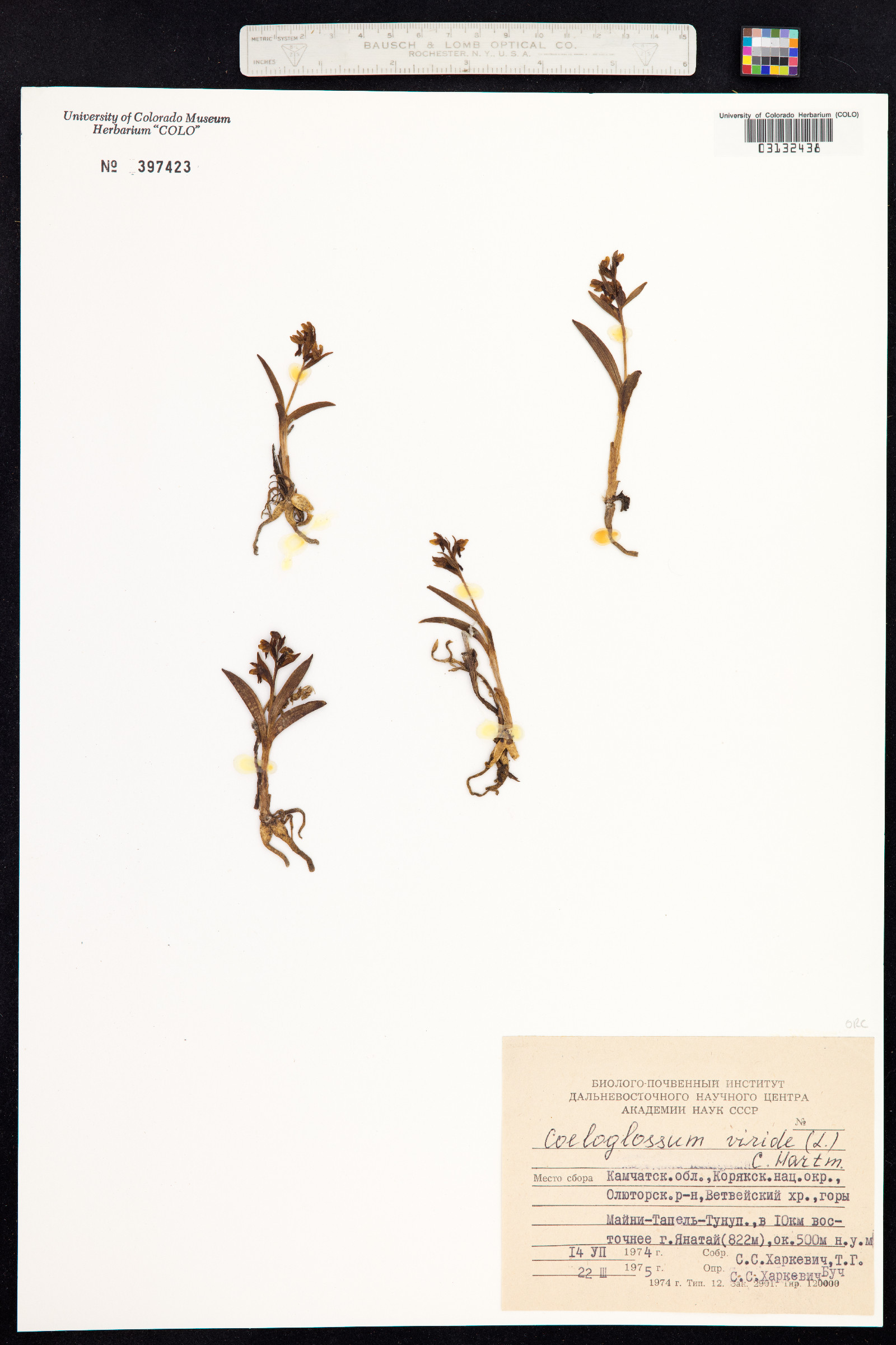 Dactylorhiza viridis image