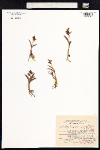 Dactylorhiza viridis image