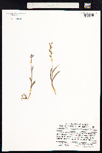 Dactylorhiza viridis image