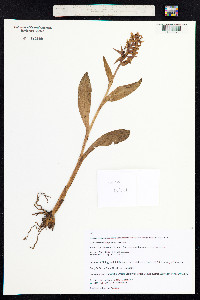 Dactylorhiza aristata image