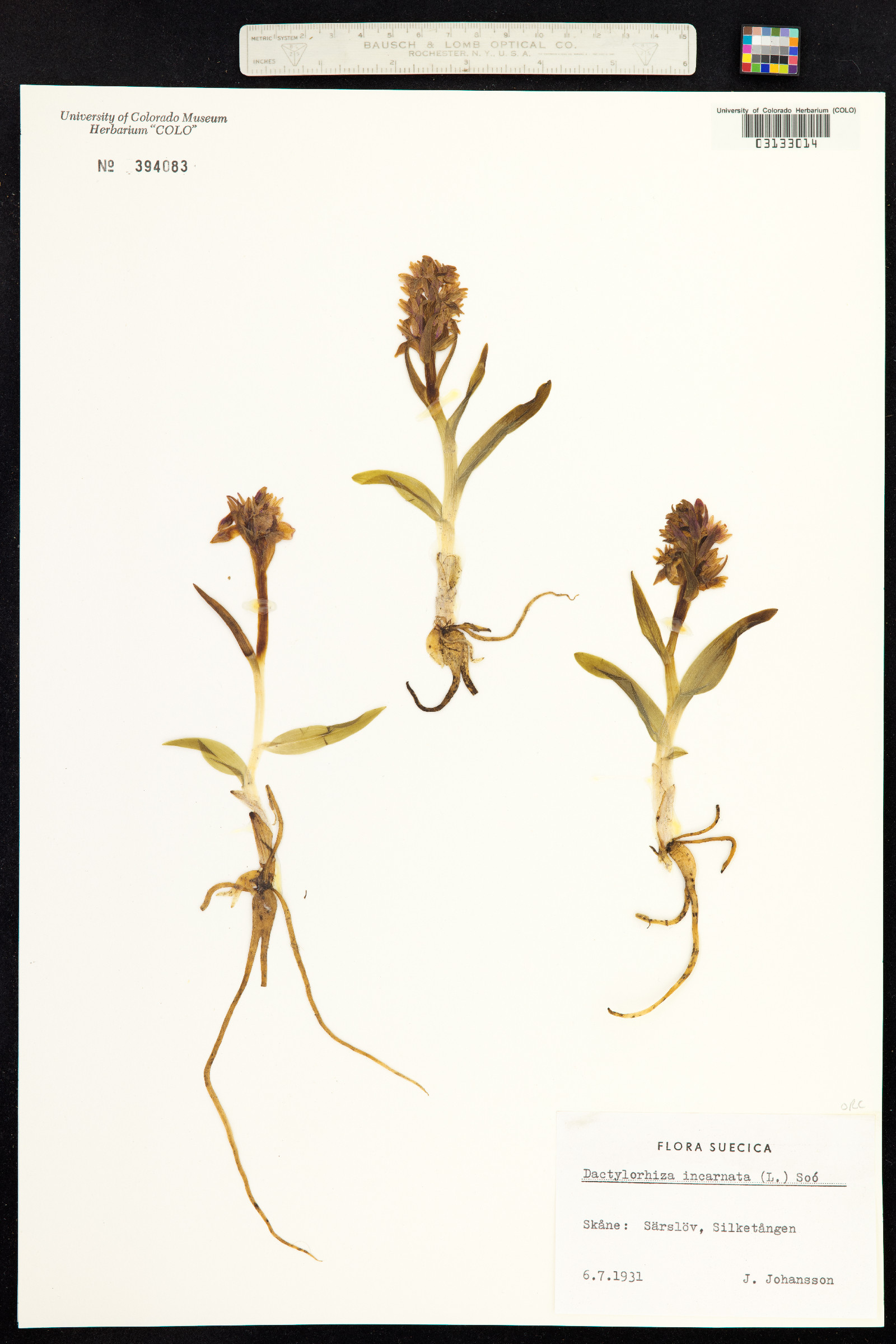 Dactylorhiza incarnata image