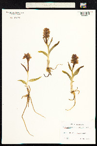 Image of Dactylorhiza incarnata