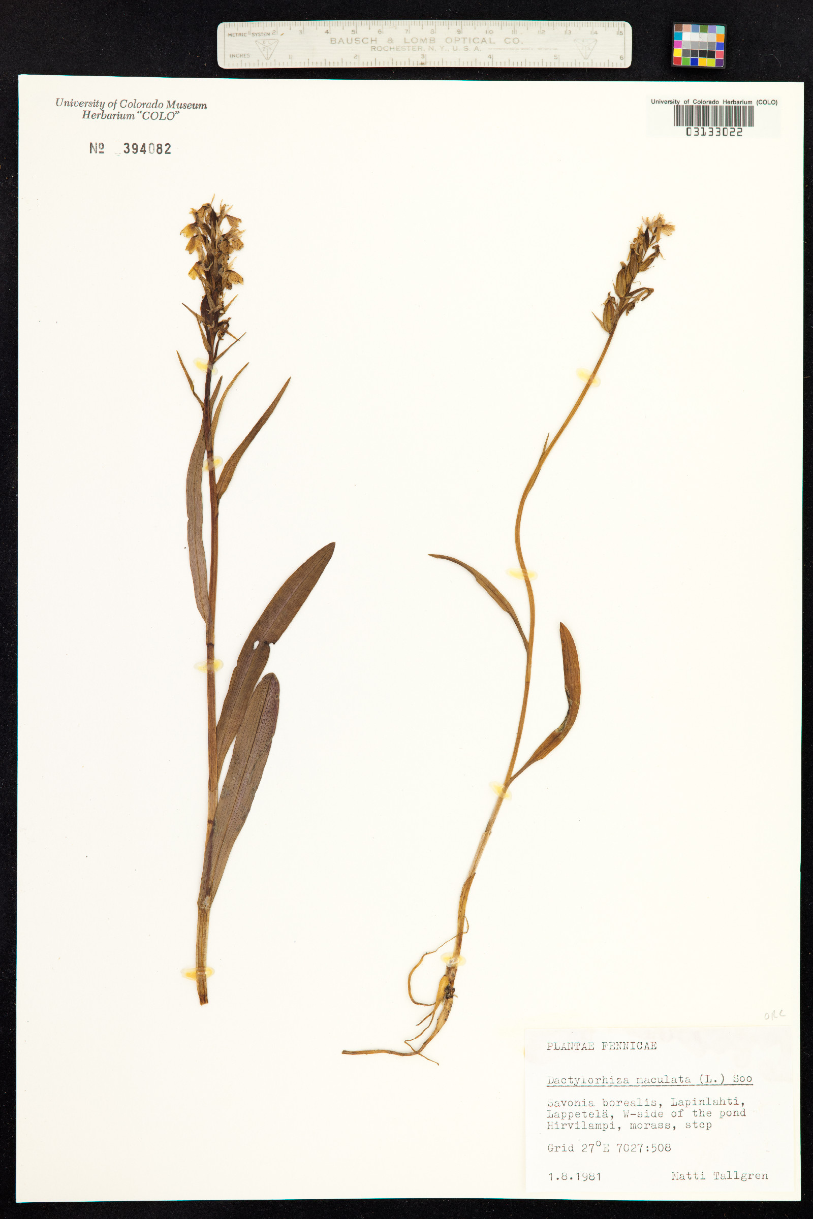 Dactylorhiza maculata image