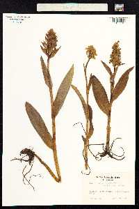Image of Dactylorhiza majalis