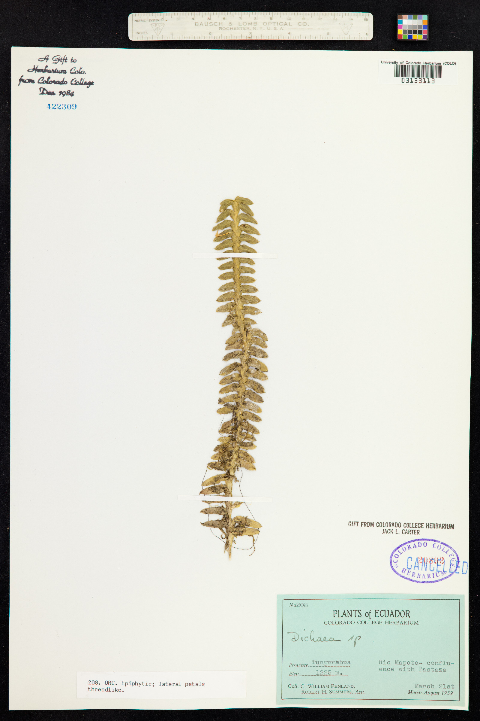 Dichaea image
