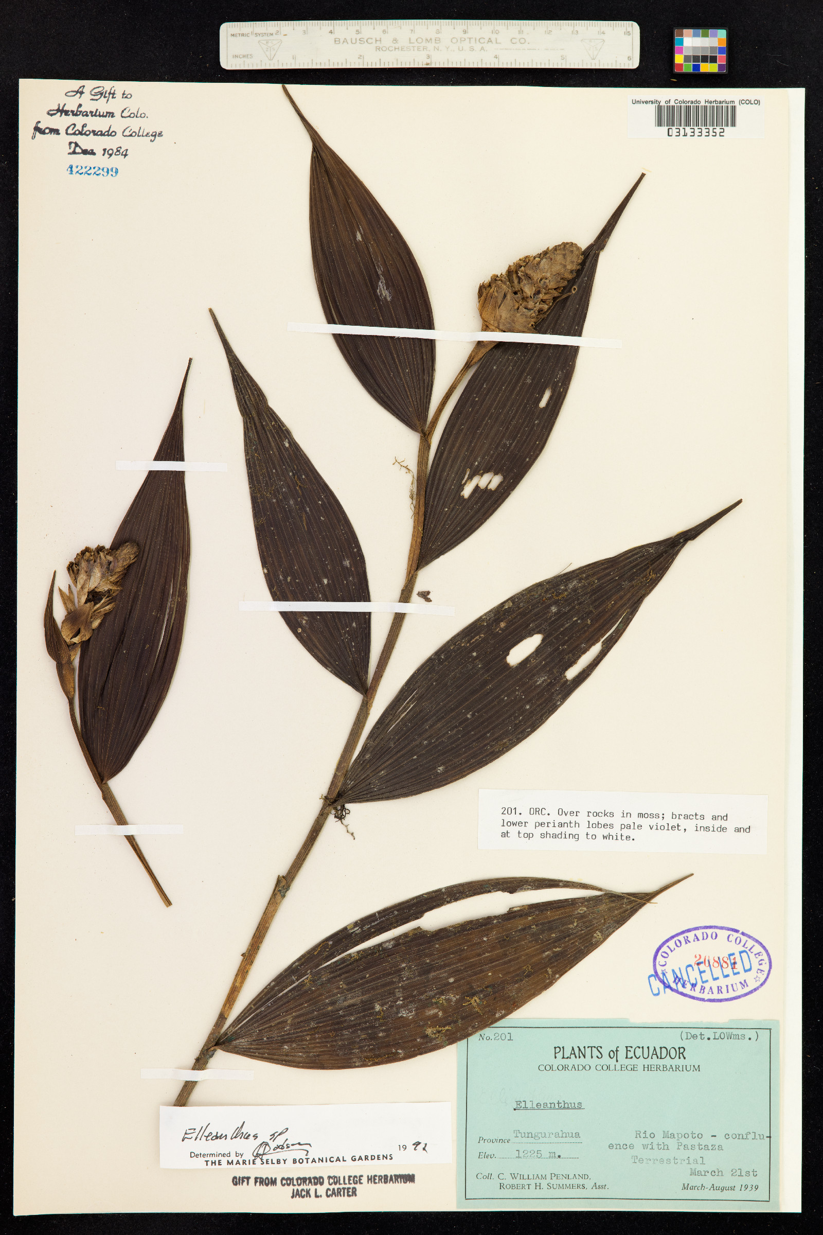 Elleanthus image