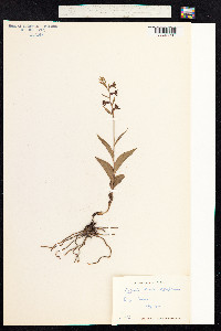 Epipactis atrorubens image