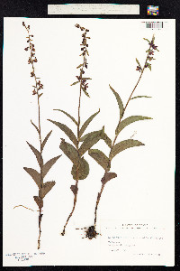 Epipactis atrorubens image
