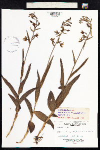 Epipactis palustris image