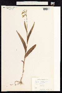 Epipactis palustris image