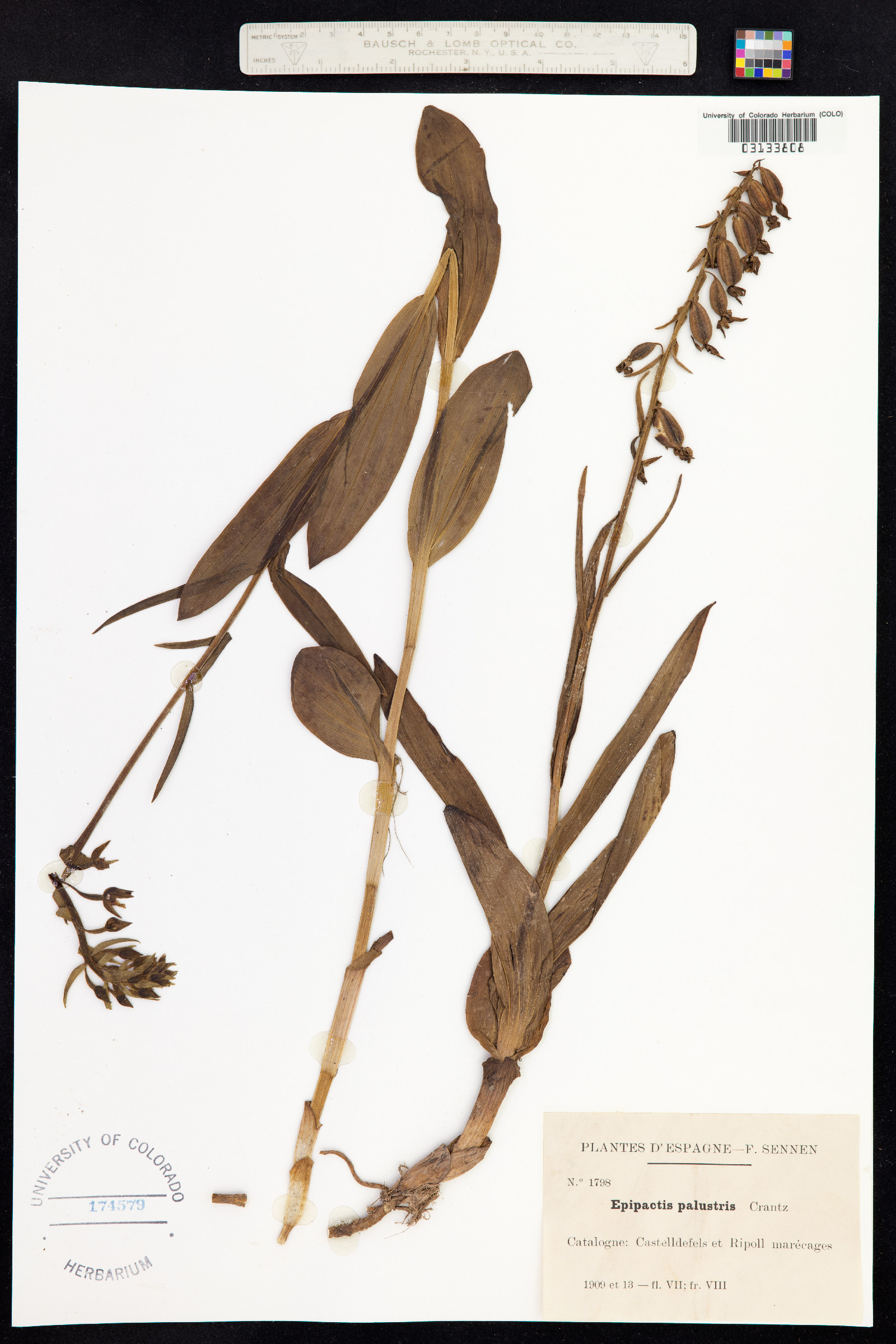 Epipactis image