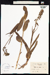 Epipactis palustris image