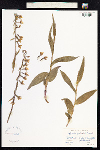 Epipactis palustris image