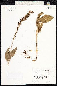 Epipactis palustris image