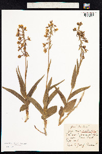 Epipactis palustris image