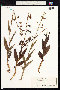 Epipactis palustris image