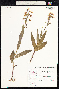 Epipactis palustris image