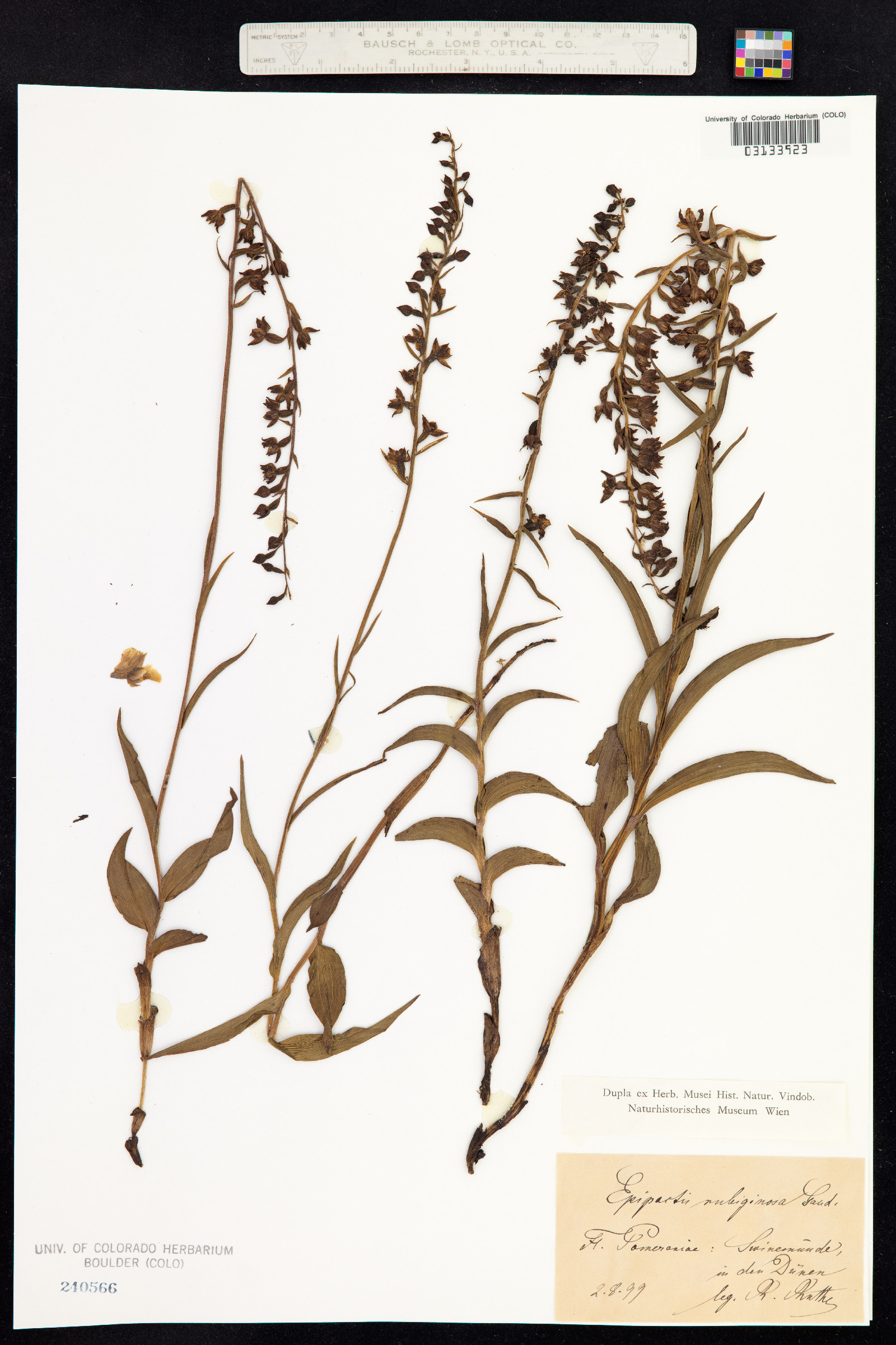 Epipactis atrorubens image