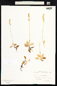 Goodyera repens image