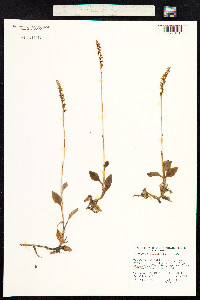 Goodyera repens image