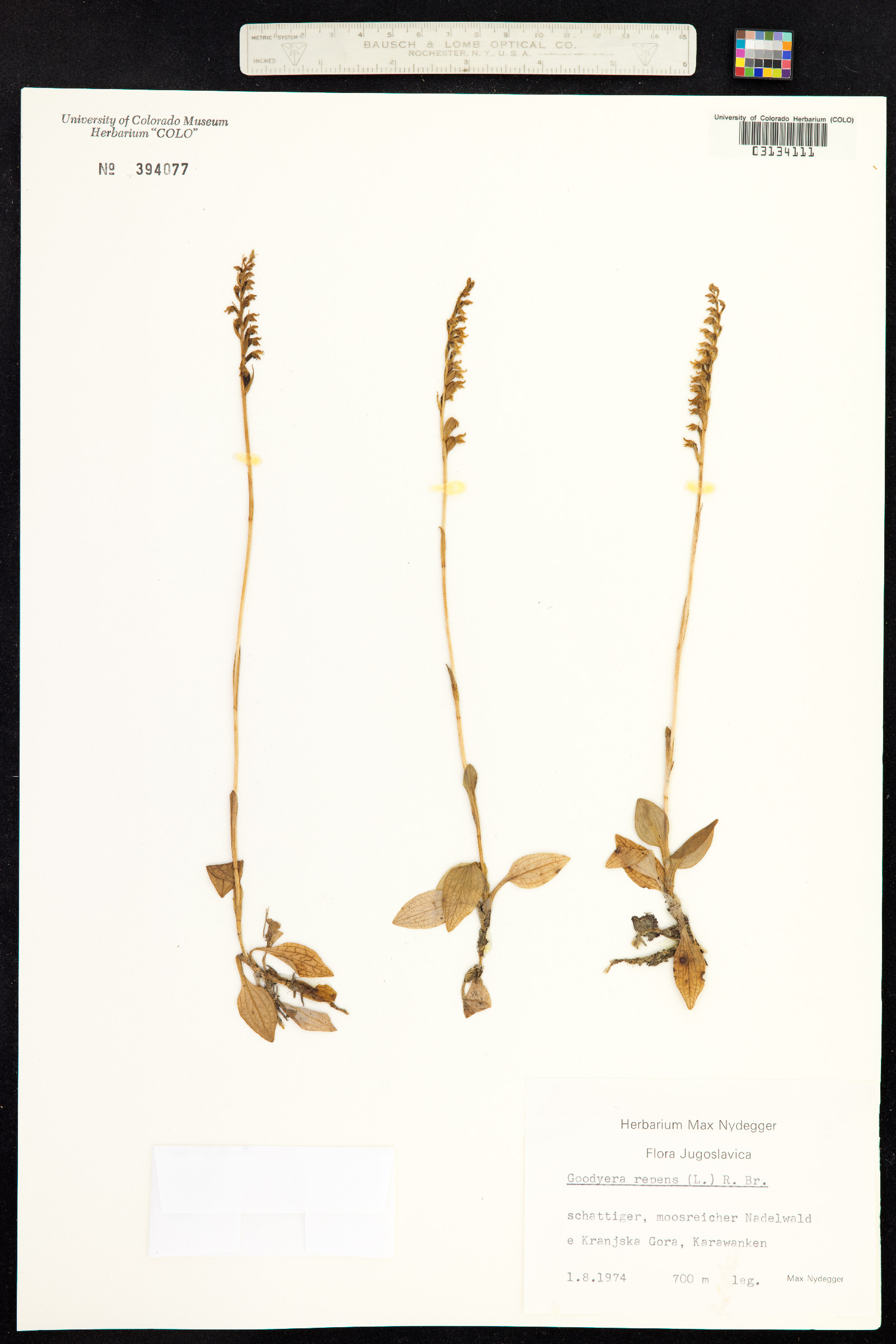 Goodyera repens image