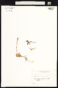 Goodyera repens image
