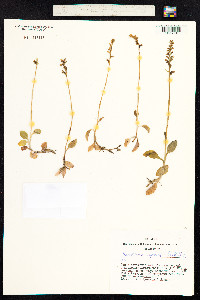 Goodyera repens image