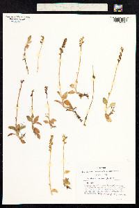 Goodyera repens image