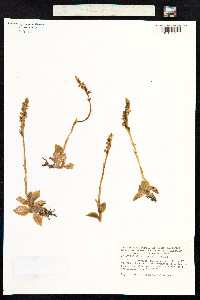Goodyera repens image