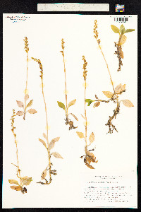 Goodyera repens image