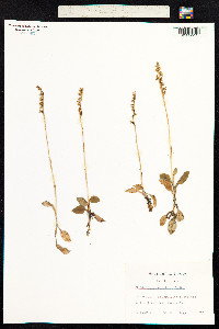 Goodyera repens image