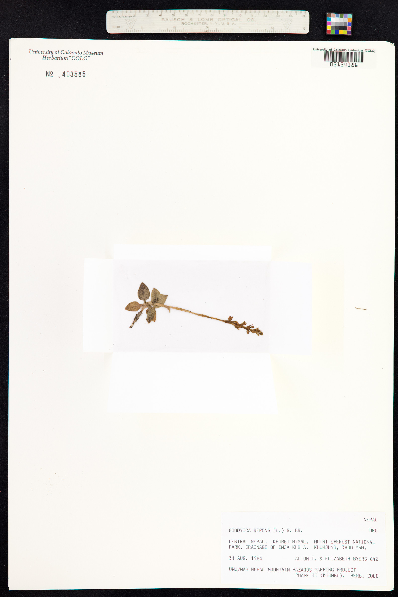 Goodyera repens image