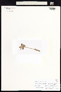 Goodyera repens image