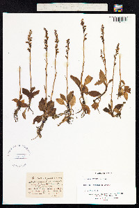Goodyera repens image