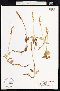 Goodyera repens image